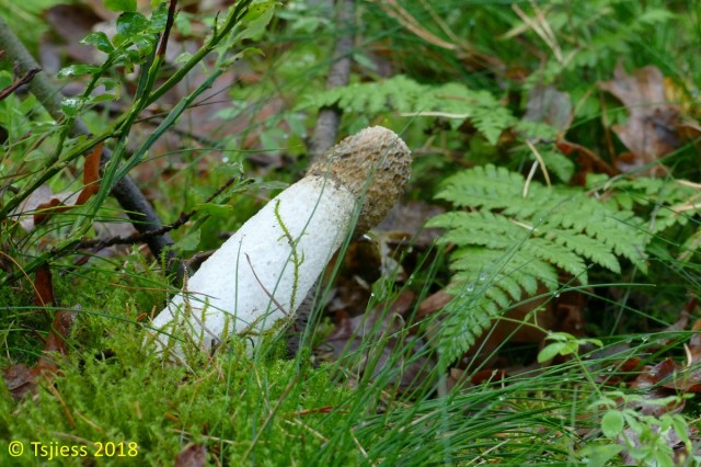 Marskramerpad 2018-11-03 13