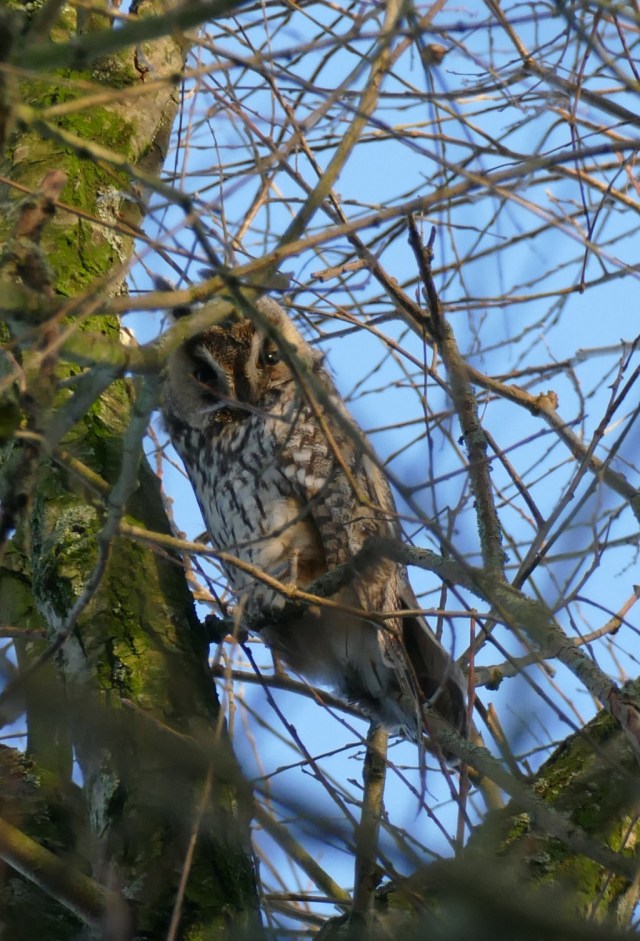 2020-01-06 Kleimeer 04 Ransuil
