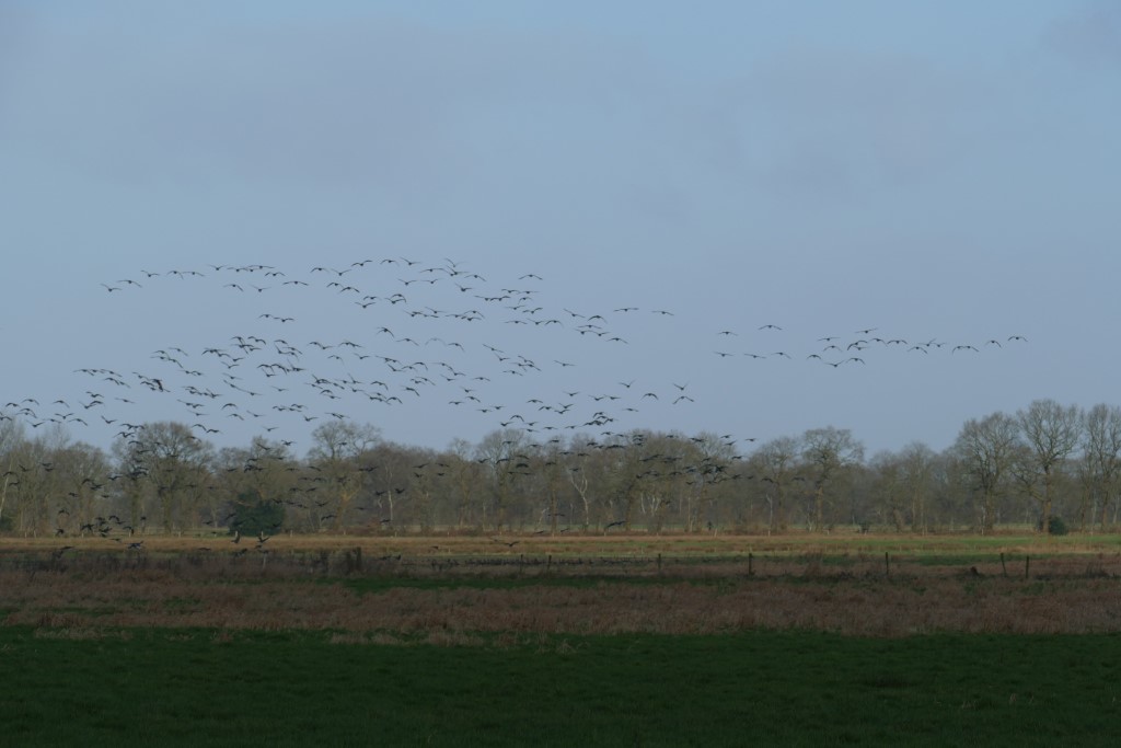 2020-01-19 Ballooërveld 11