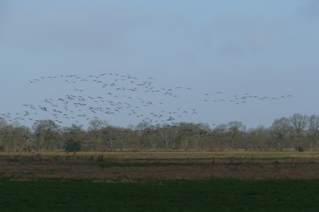2020-01-19 Ballooërveld 11