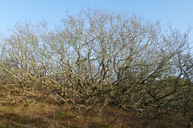 2020-02-01 Verbrande Pan 01