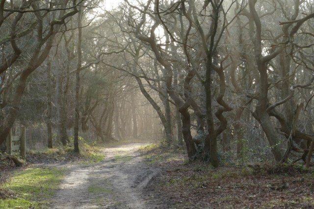 2020-02-01 Verbrande Pan 02