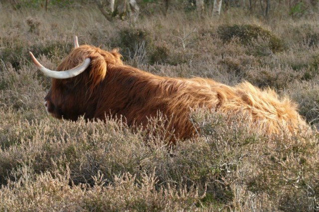 2020-02-01 Verbrande Pan 03