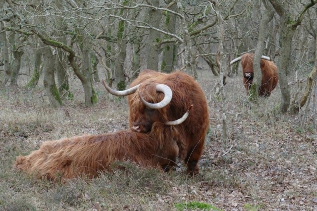 2020-02-01 Verbrande Pan 06