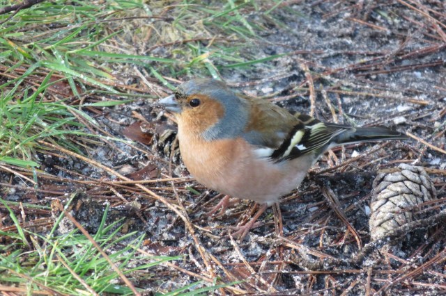 2020-03-11 07 Duinwandeling