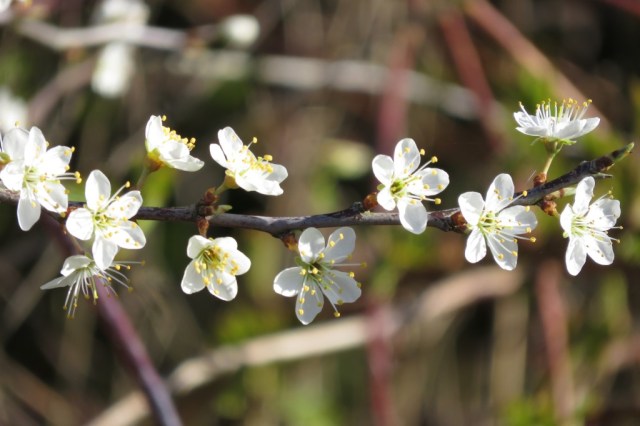 2020-03-22 03 Geestmerambacht
