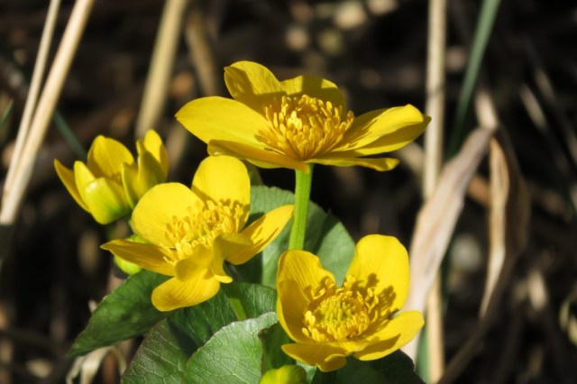 2020-03-22 04 Geestmerambacht