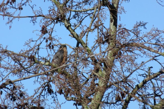 2020-03-22 07 Geestmerambacht