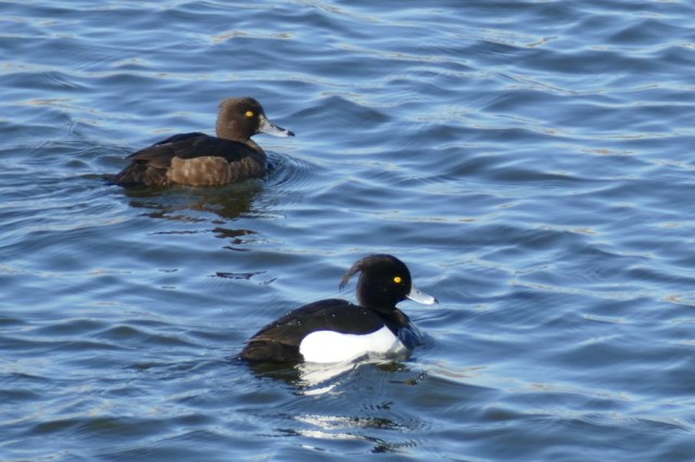 2020-03-23 01 Geestmerambacht