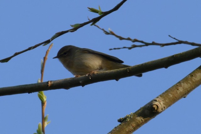 2020-03-23 04 Geestmerambacht