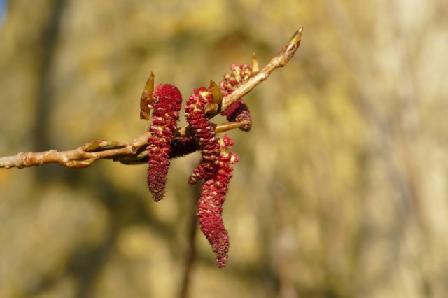 2020-03-23 05 Geestmerambacht