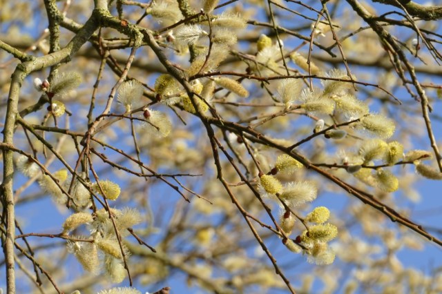 2020-03-24 02 Geestmerambacht