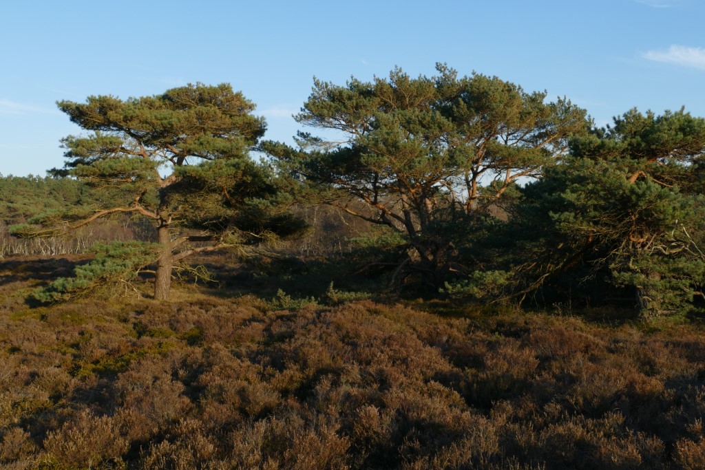 2020-03-25 08 Franschman