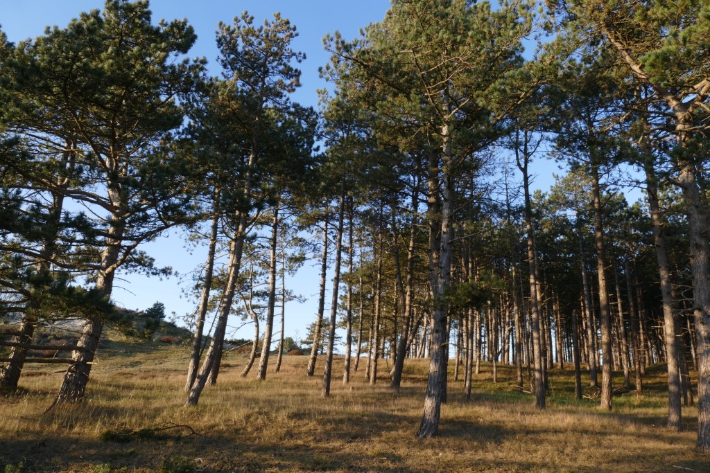 2020-03-25 09 Franschman