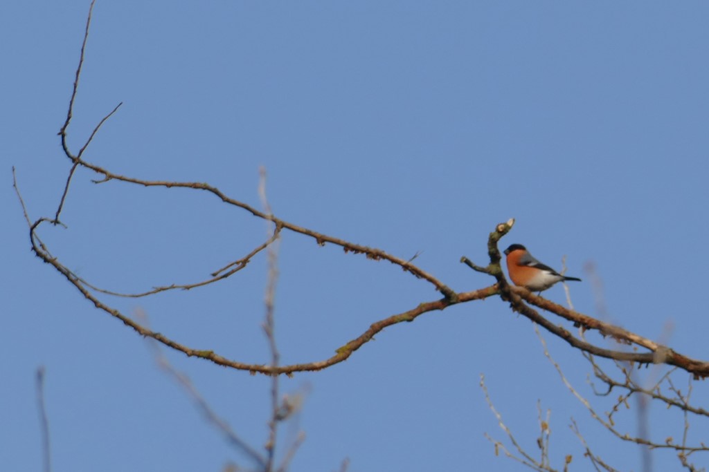 2020-03-27 04 Egmond Binnen