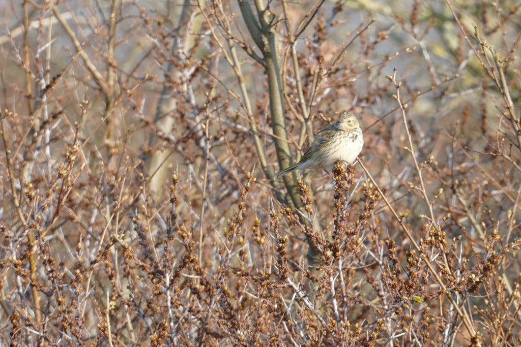 2020-03-28 02 Egmond Binnen