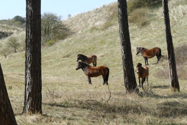 2020-03-28 11 Egmond Binnen