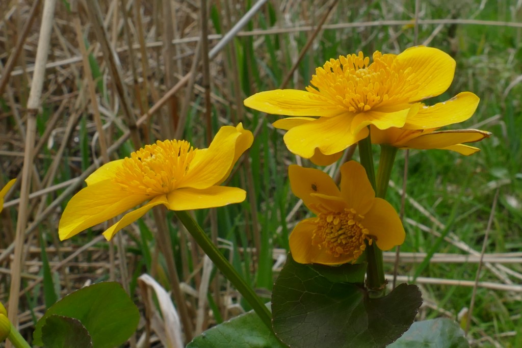 2020-03-30 05 Geestmermambacht