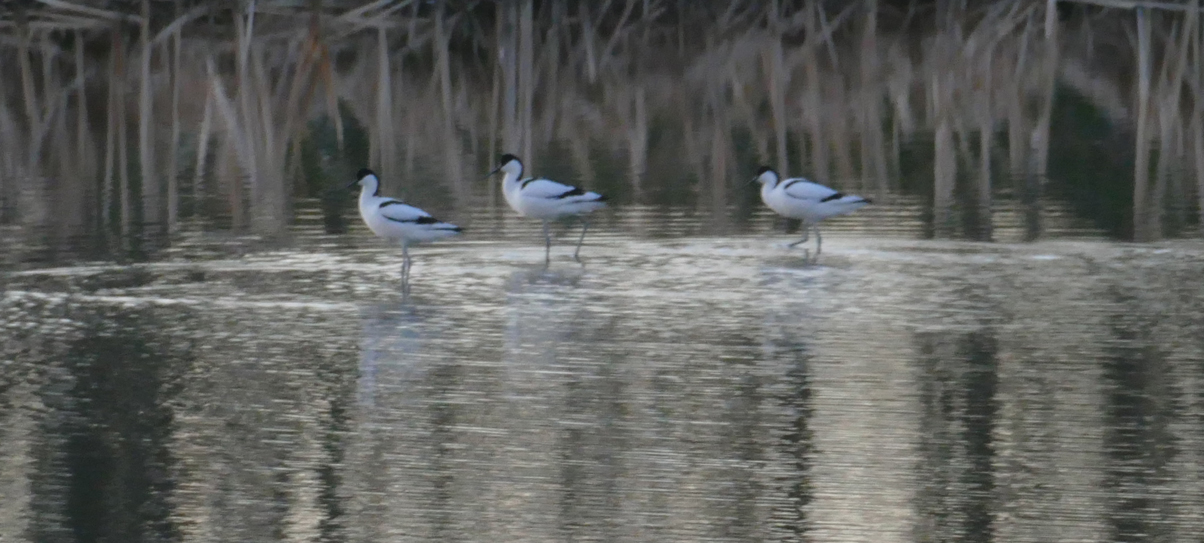 2020-03-30 13 Geestmermambacht