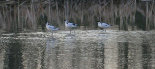 2020-03-30 13 Geestmermambacht