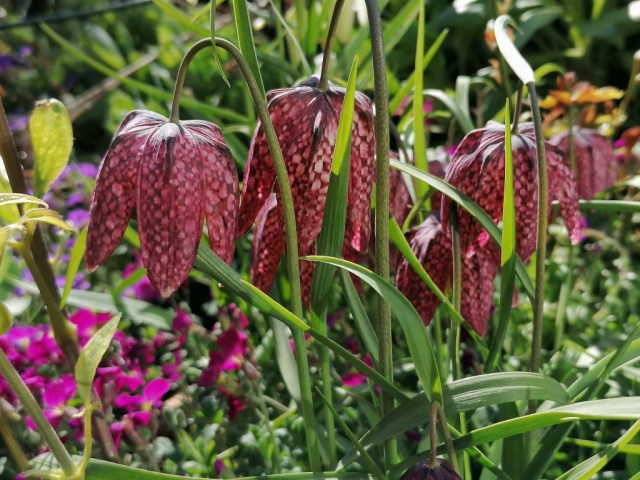 2020-04-04 01 Onze tuin