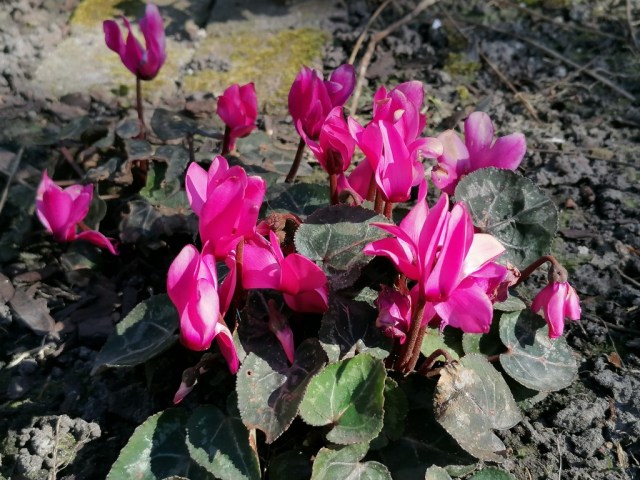 2020-04-04 03 Onze tuin