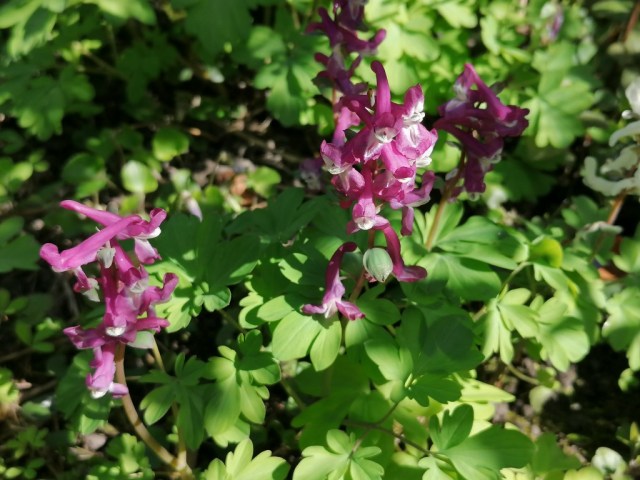 2020-04-04 04 Onze tuin