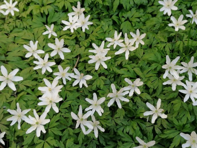 2020-04-04 05 Onze tuin