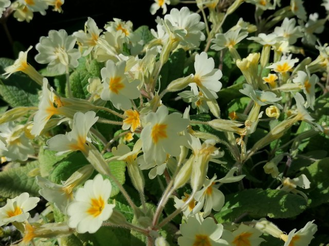 2020-04-04 06 Onze tuin