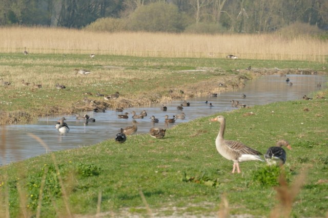 2020-04-08 03 Kleimeer