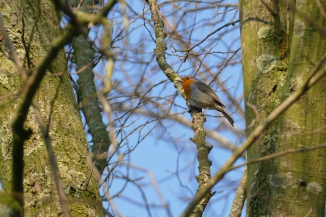 2020-04-08 04 Kleimeer