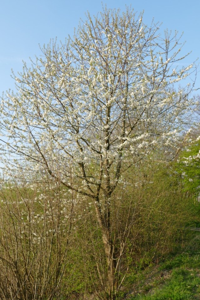 2020-04-08 06 Kleimeer