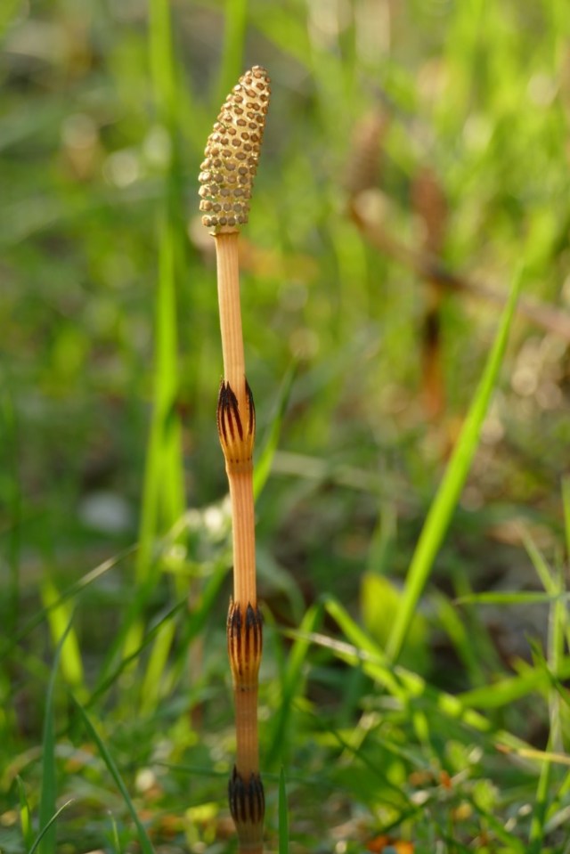 2020-04-08 07 Kleimeer