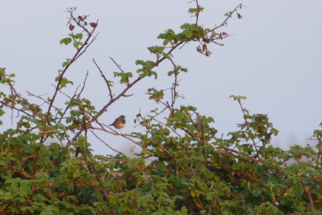 2020-04-08 10 Kleimeer