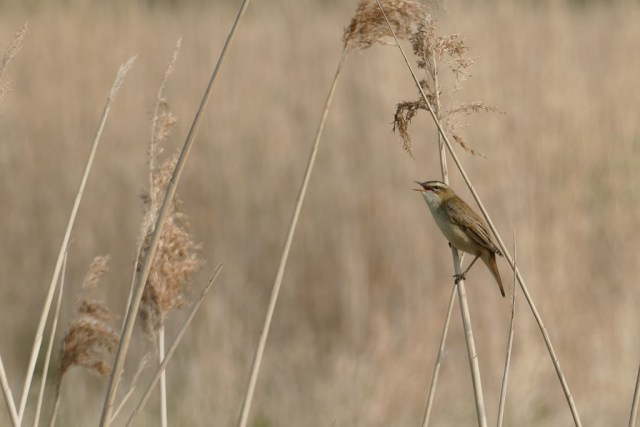2020-04-12 03 Kleimeer