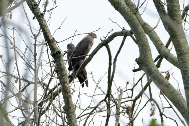 2020-04-12 06 Kleimeer