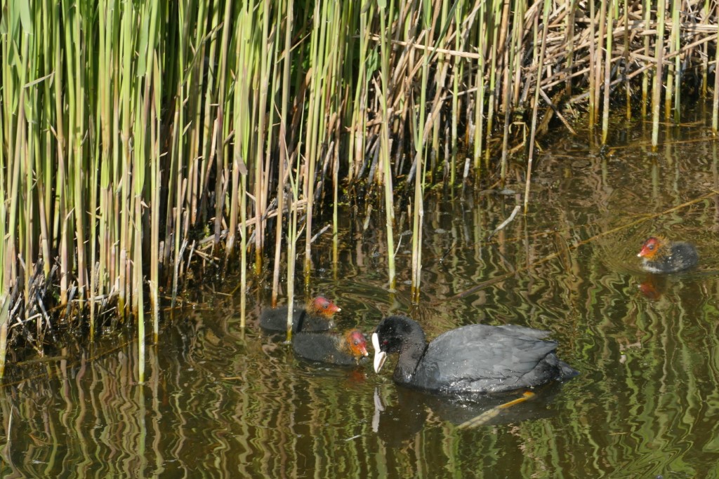 2020-04-29 06 Kleimeer