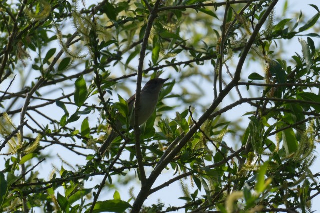 2020-04-29 09 Kleimeer