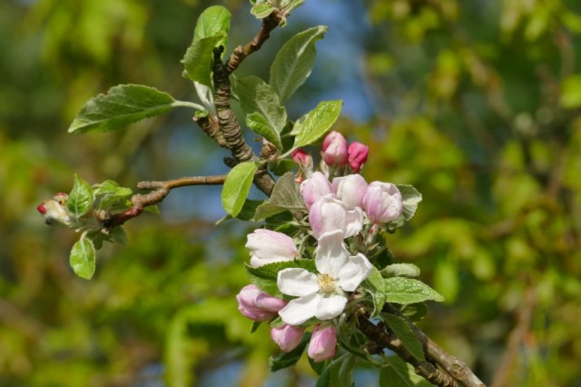 2020-04-29 10 Kleimeer