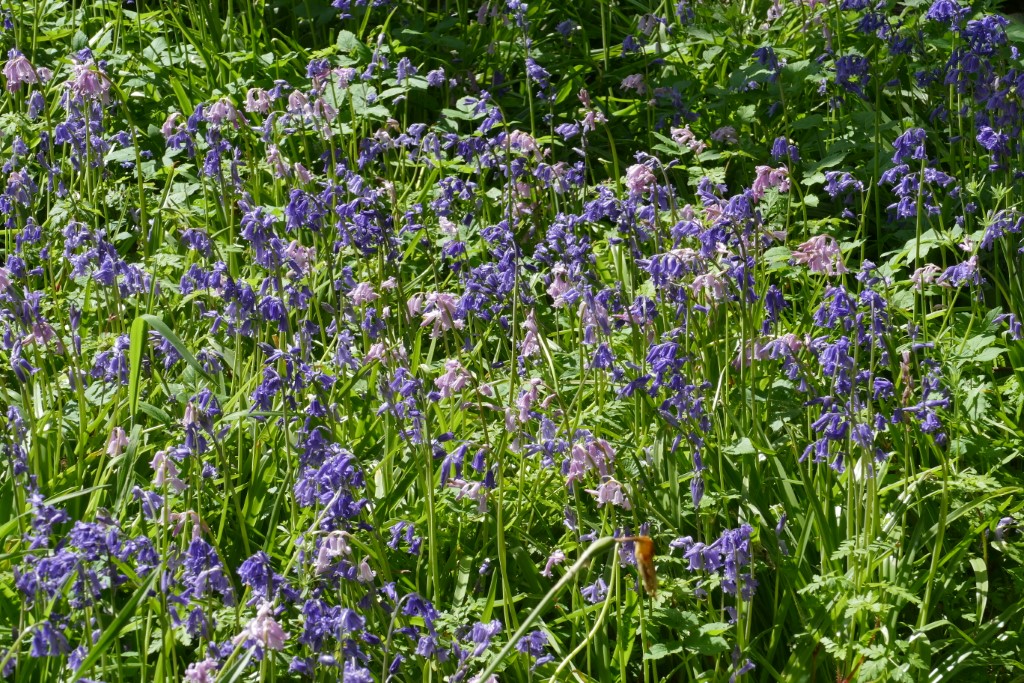 2020-04-30 01 Wildrijk