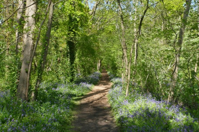 2020-04-30 02 Wildrijk