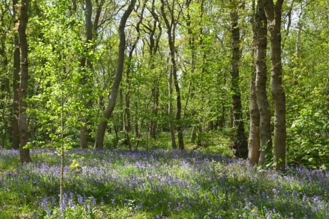 2020-04-30 03 Wildrijk