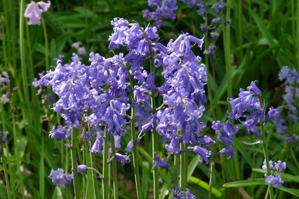 2020-04-30 04 Wildrijk