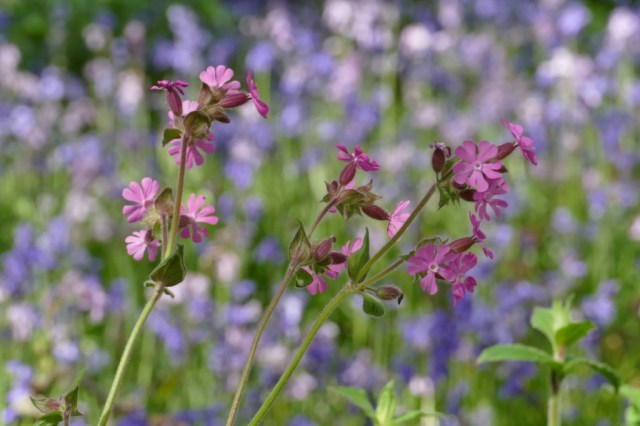 2020-04-30 05 Wildrijk