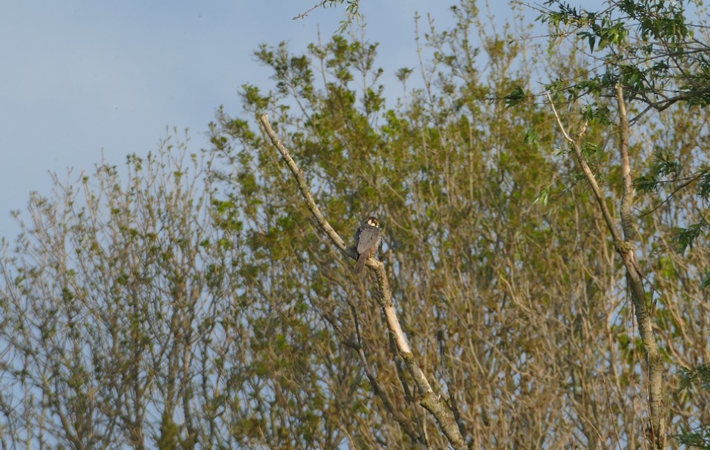 2020-04-30 09 Kleimeer