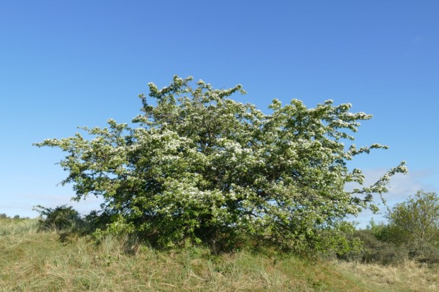 2020-05-05 01 Westert