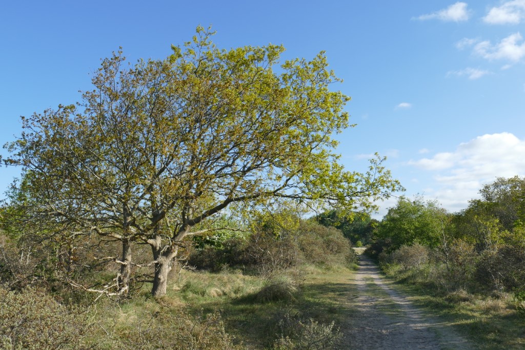 2020-05-05 02 Westert