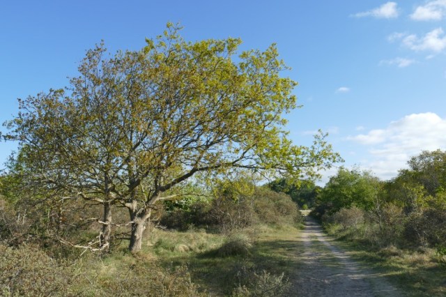 2020-05-05 02 Westert