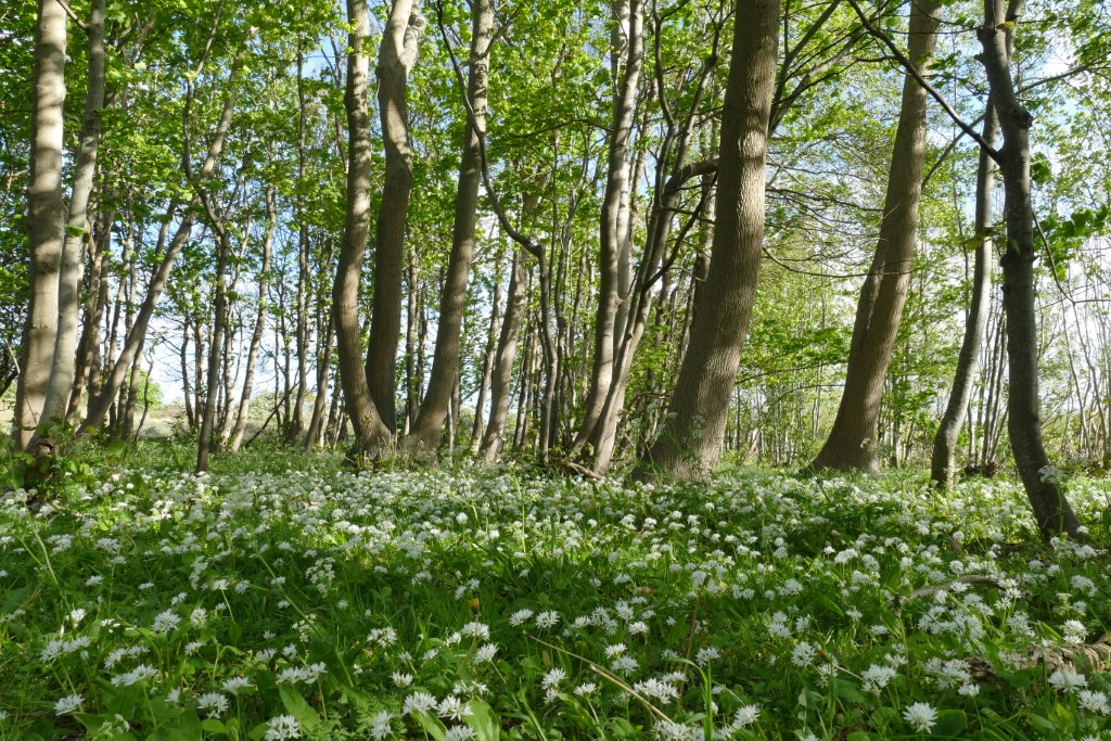 2020-05-05 03 Westert