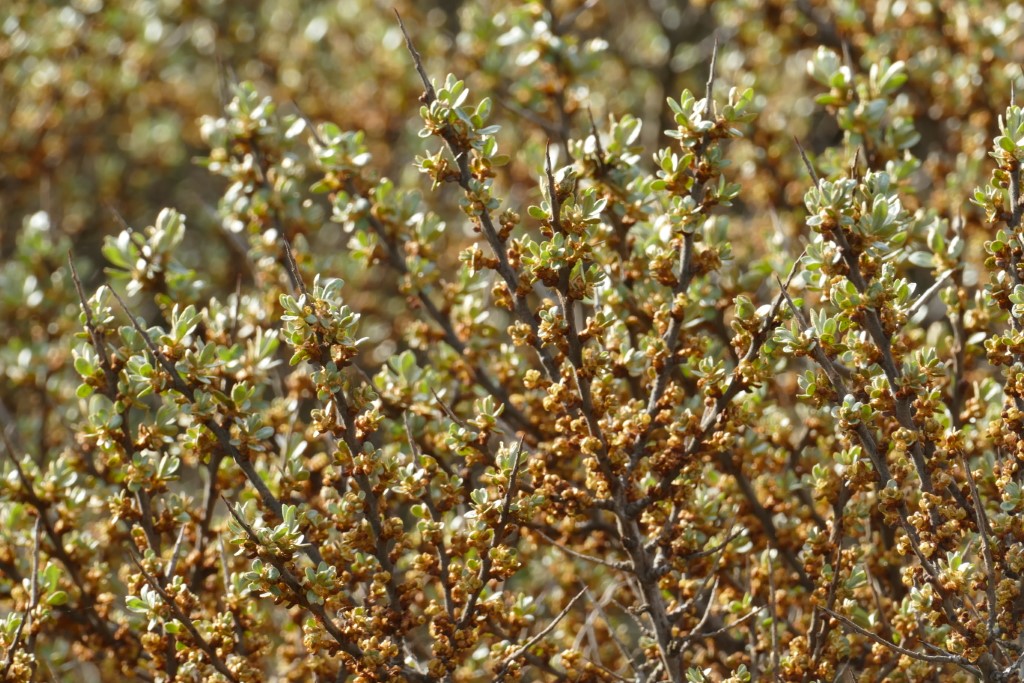 2020-05-05 04 Westert